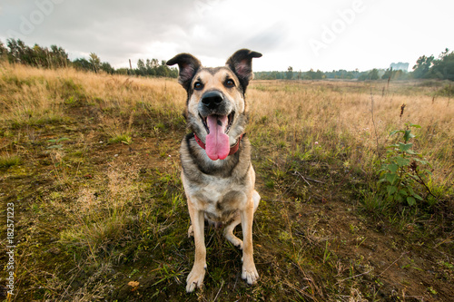 Portrait of beautiful happy dog, looking at camera, standing in a sunny meadow © Alexandr