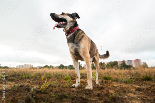 portrait of mongrel dog standing on a field