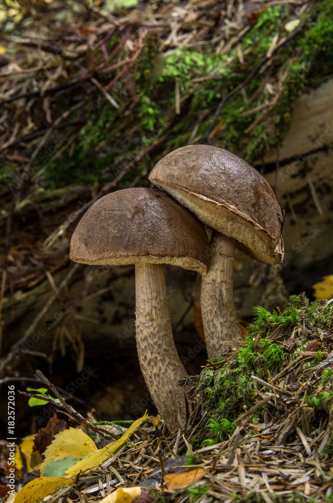 Leccinum pseudoscabrum, edible mushrooms Leccinum pseudoscabrum, edible mushrooms