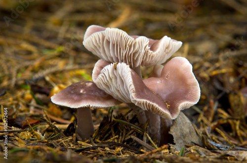 Mycena pura - inedible fungus