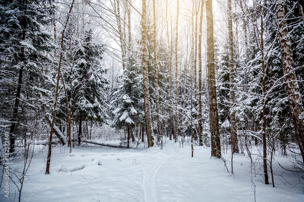 Winter Forest on the Christmas Eve, Landscape, Background Winter Forest on the Christmas Eve, Landscape, Background