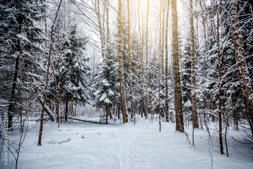 Winter Forest on the Christmas Eve, Landscape, Background © olezzo