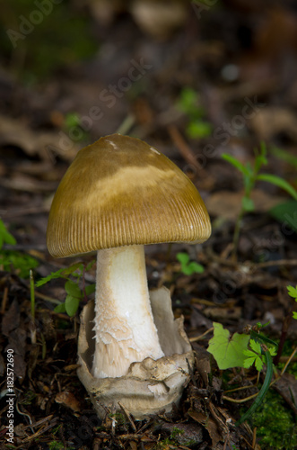 Amanita battarrae - inedible fungus