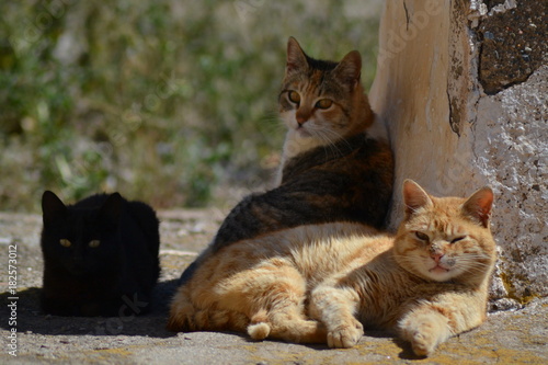 Gatos descansando plácidamente photo