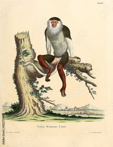 Illustration of primates. photo