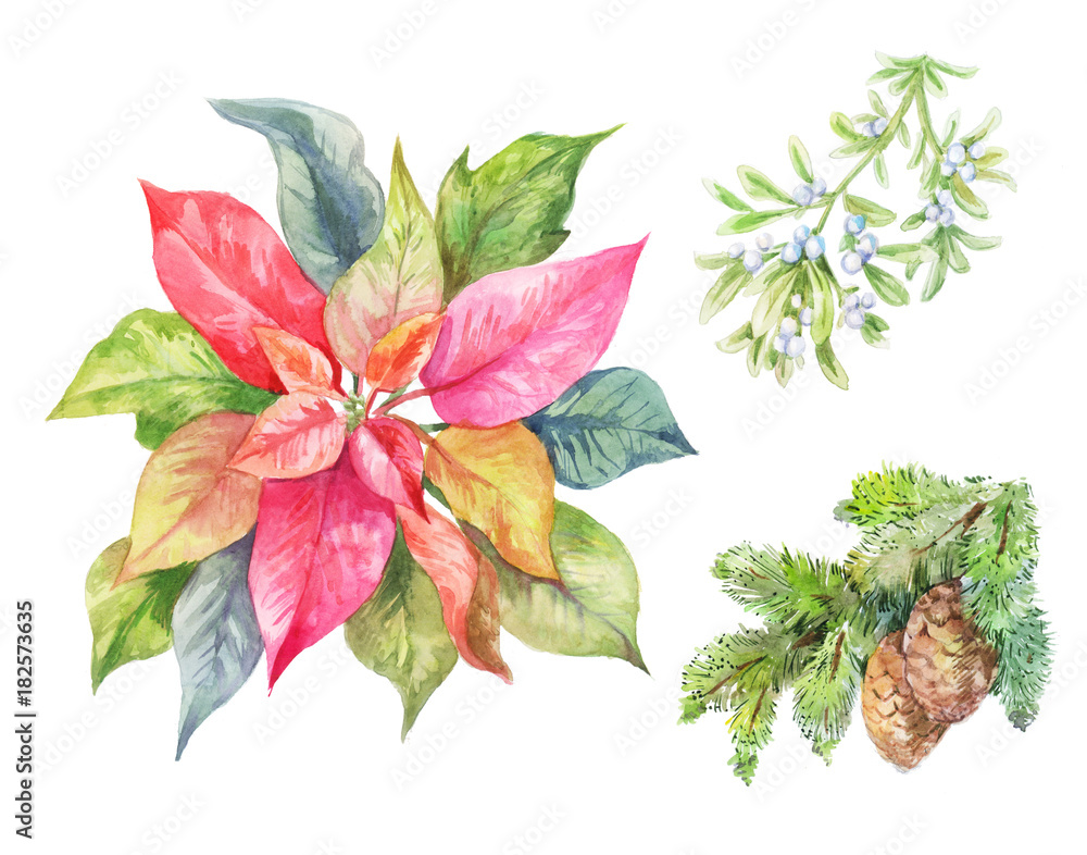 Set of Cristmas plants. Poinsettia, fir branch, viscum. Winter illustration