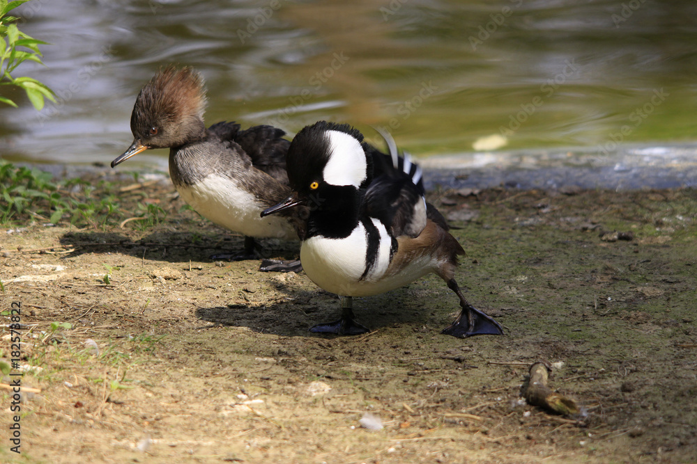 Kappensäger Paar, Balzverhalten, Lophodytes cucullatus Kappensäger Paar, Balzverhalten, Lophodytes cucullatus