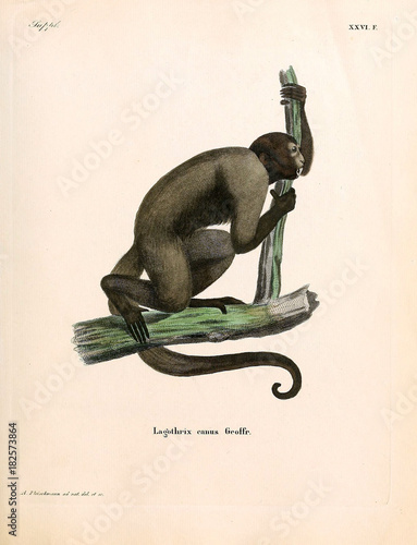 Illustration of primates. photo
