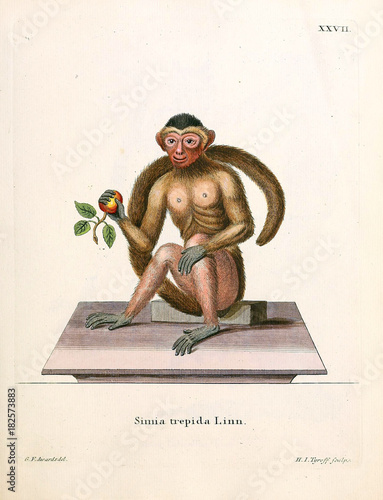 Illustration of primates.