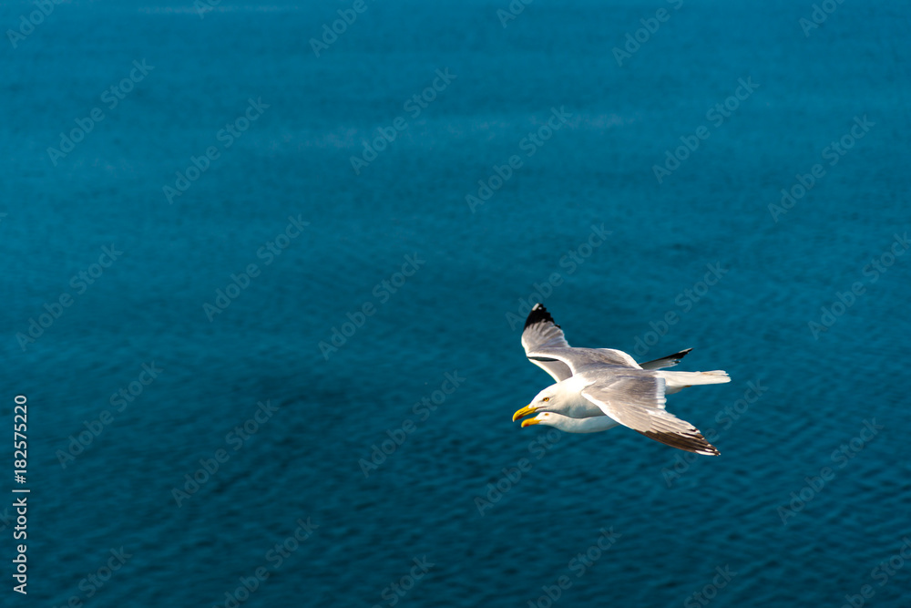 Obraz premium Seaguuls birds