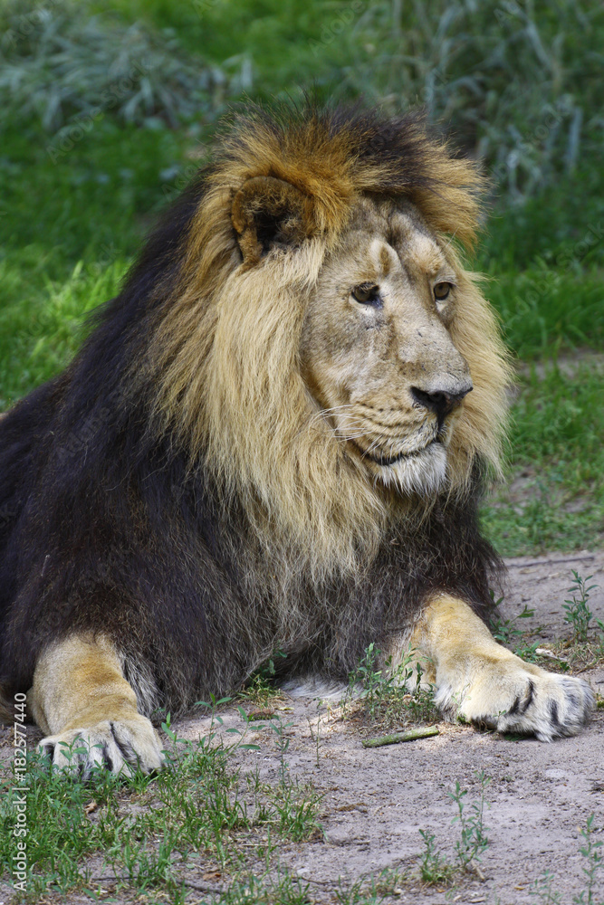 Berberlöwe, Atlaslöwe oder Nubische Löwe, Portrait, Panthera leo leo Berberlöwe, Atlaslöwe oder Nubische Löwe, Portrait, Panthera leo leo