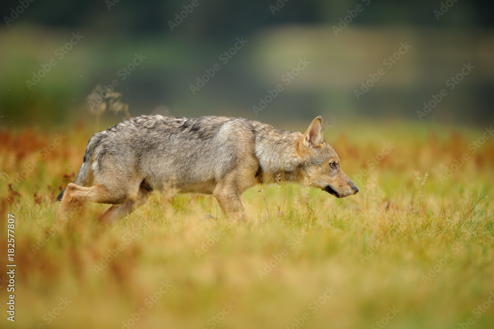 Fototapeta premium Concentrated wolf in yellow grass
