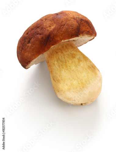 fresh porcini cep mushroom isolated on white background