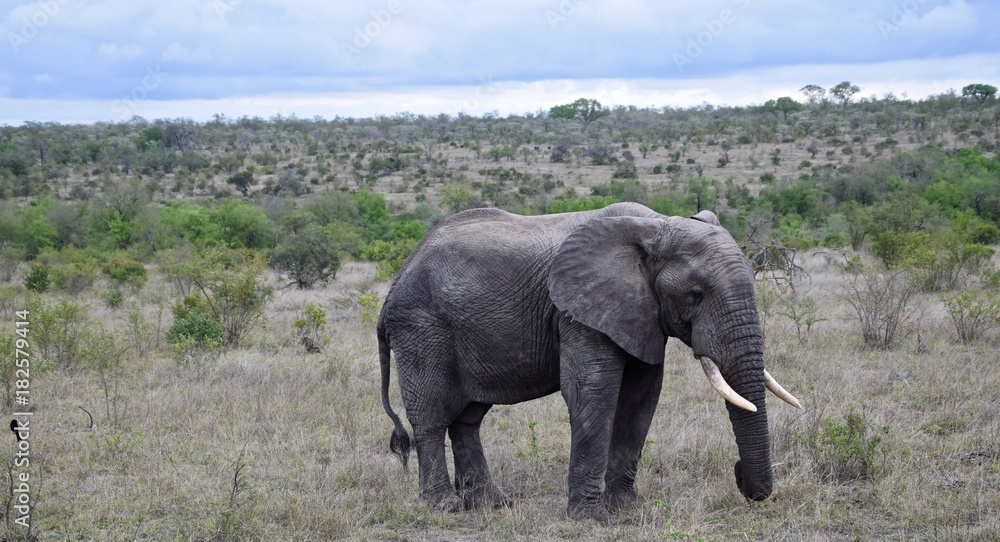 Obraz premium africa