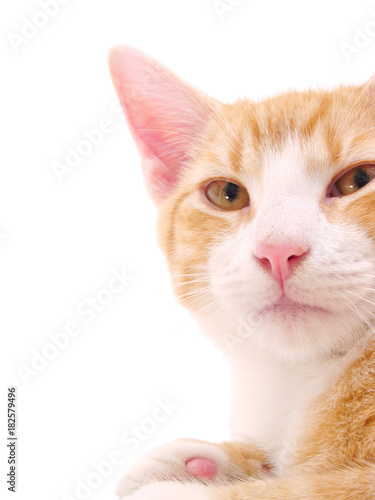 Orange Pet Cat