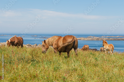 Troupeau de chevaux Traits Bretons au pré près de la côte © oceane2508