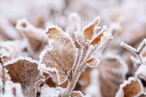 Close up from Frosty leaves