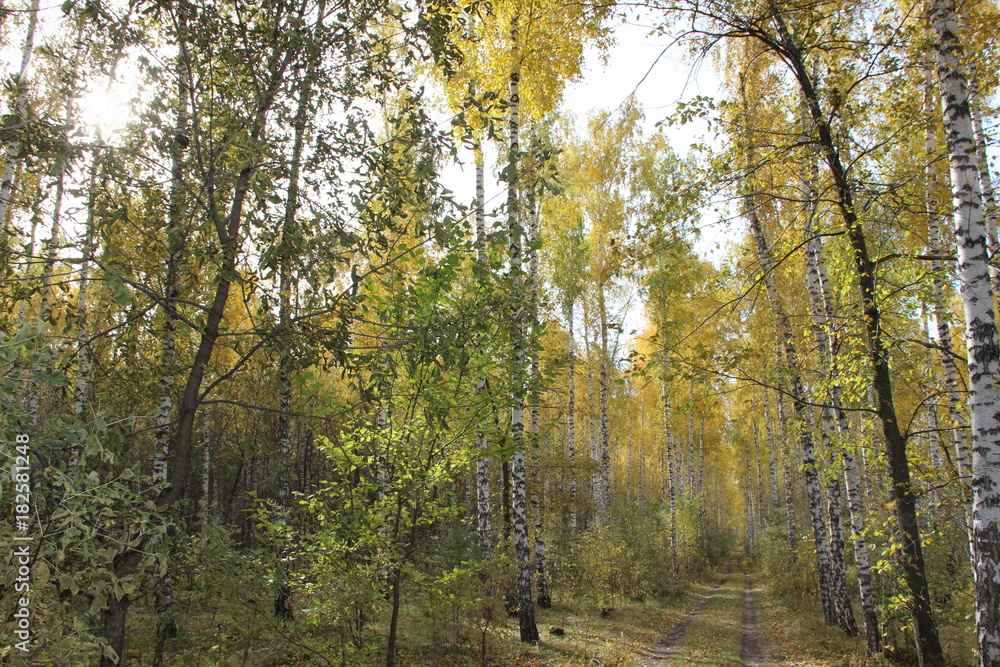 autumn in the forest