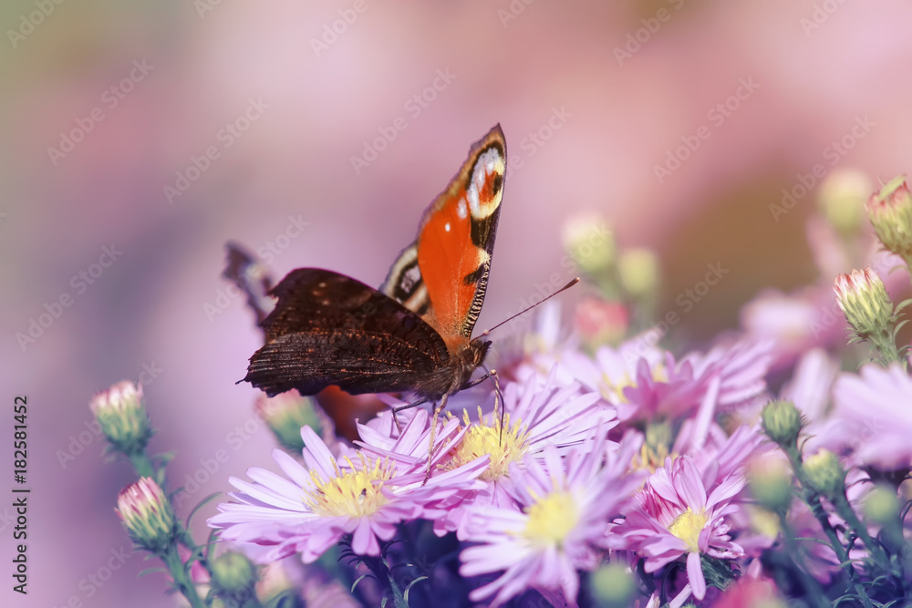 Obraz premium beautiful butterfly peacock sits among the delicate flowers on a Sunny day