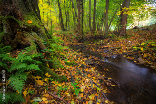 Forest stream with fall colorful foliage in autumn, Little Carpathian, Slovakia, Europe