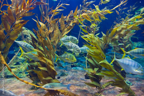 Fishes and corals reef in Aquarium