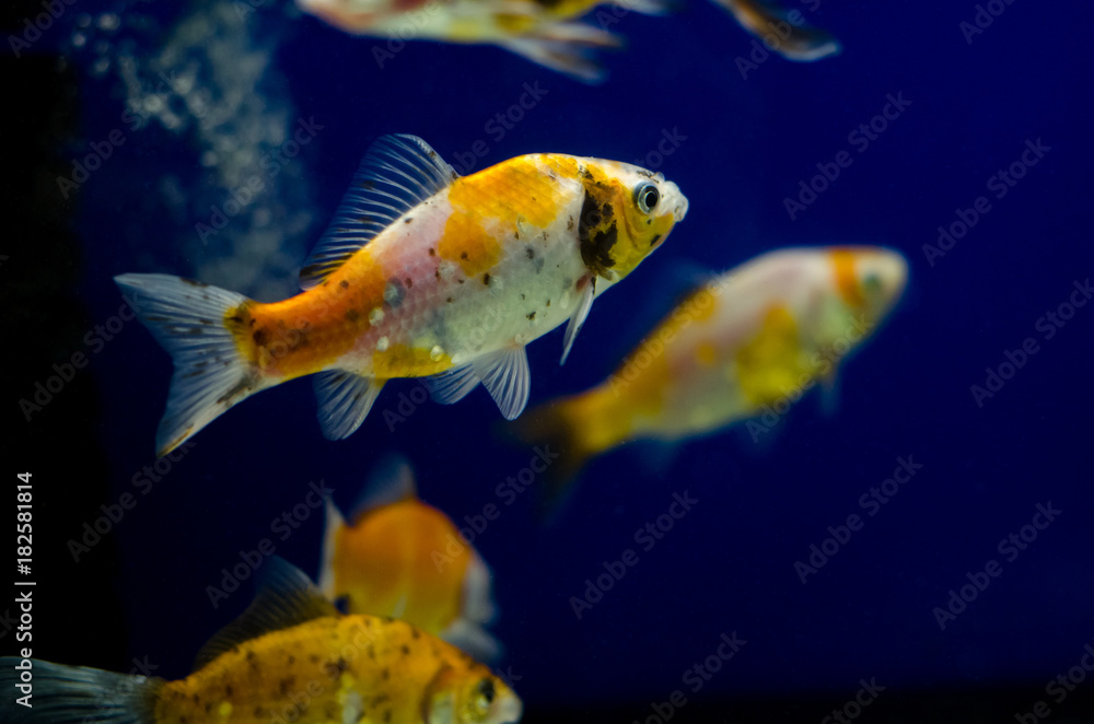 Fototapeta premium Koi Carp in aquarium