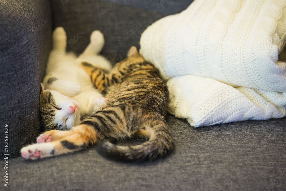 Two few weeks old kittens are sleeping on grey armchair Two few weeks old kittens are sleeping on grey armchair