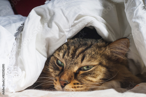 Cozy cat lies under a blanket photo
