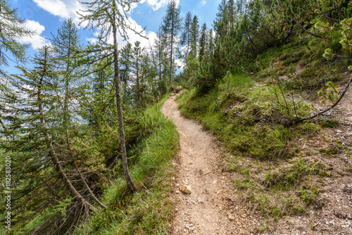 Hiking trail trough forest in dolomiti mountain 