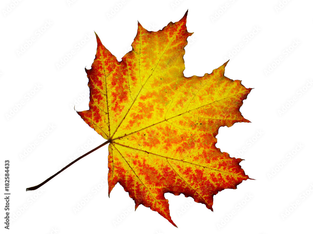Texture, background, pattern. Autumnal maple leaf, clear colors, isolated on white background Texture, background, pattern. Autumnal maple leaf, clear colors, isolated on white background