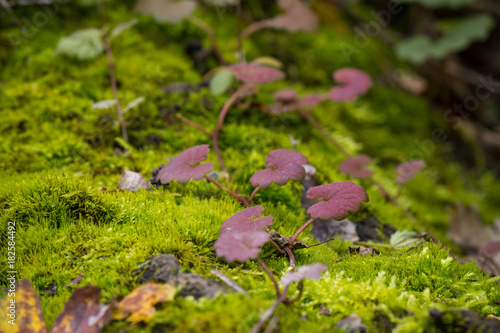 Macro photo - colorful leafs of wild plant on moss in autumn