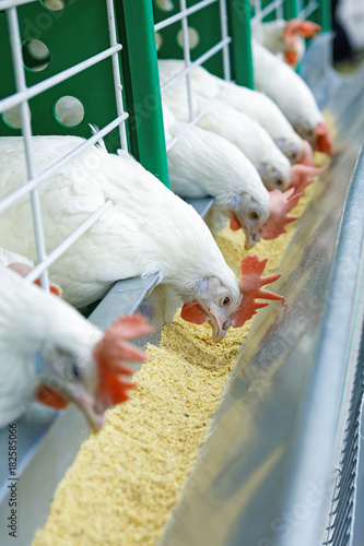 A few white chickens in a row are fed