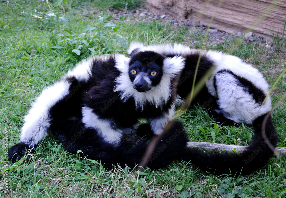 Fototapeta premium lemur