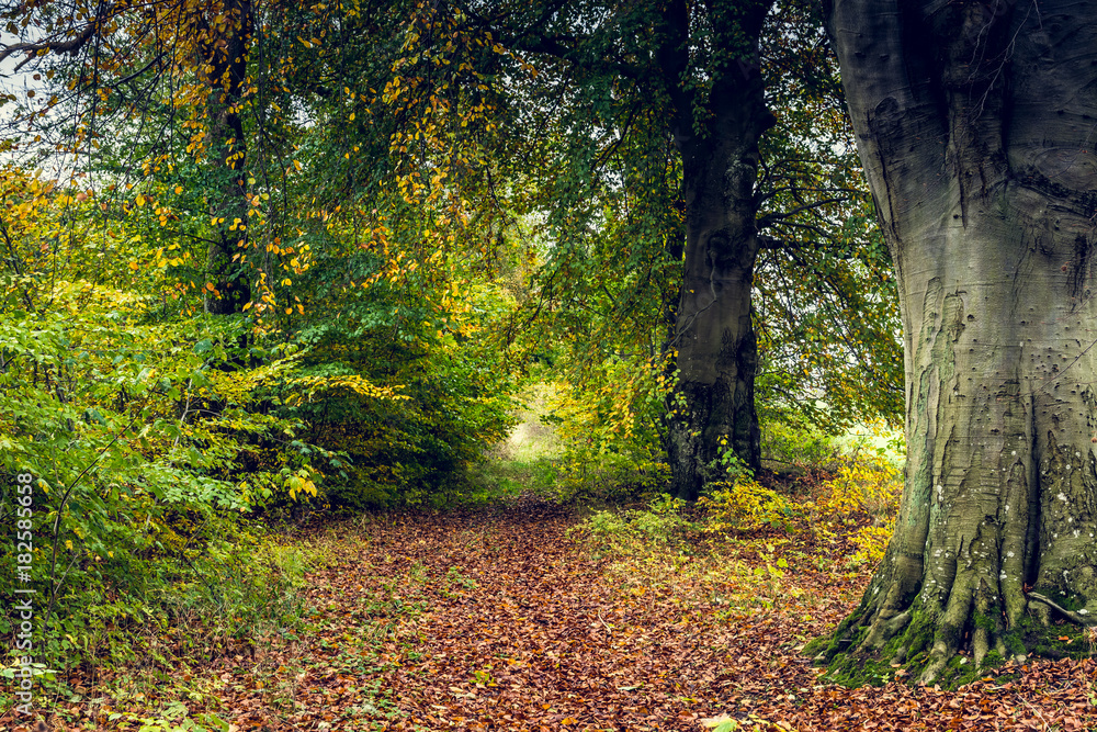 Obraz premium Waldlichtung im Herbst