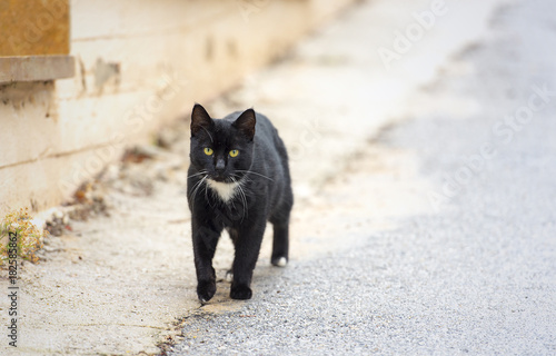 Fototapeta Naklejka Na Ścianę i Meble -  Homeless cat, abandoned kitten, stray kitten in a street