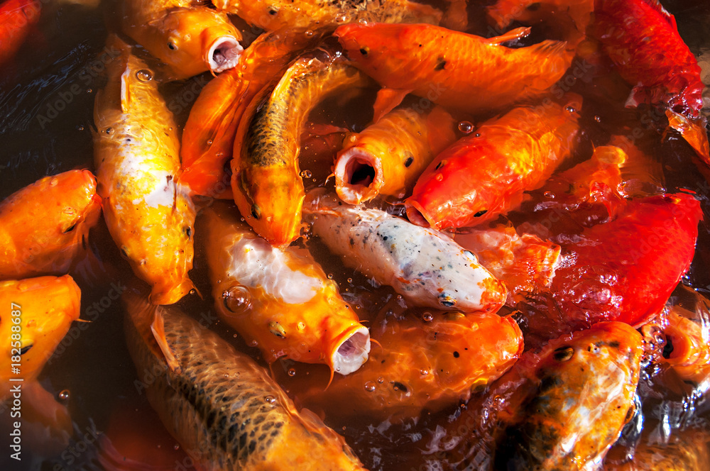 A lot of Fancy Carp or Koi fish swimming in the pond Garden A lot of Fancy Carp or Koi fish swimming in the pond Garden