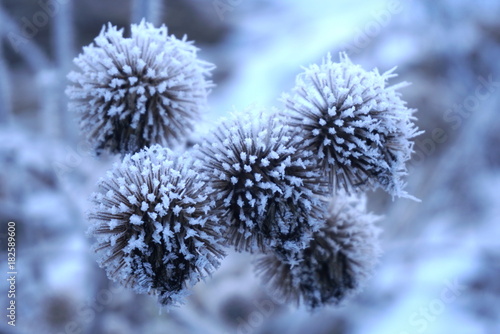 frost on dry thistle close up © taraskobryn