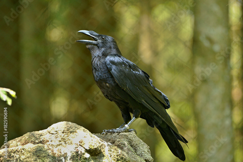 The common raven (Corvus corax), also known as the northern raven, all-black passerine bird. A raven is one of several larger-bodied species of the genus Corvus.