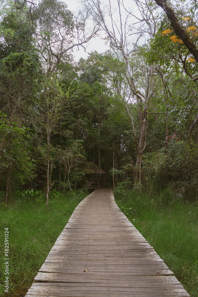 Obraz premium wooden walk way to the forest