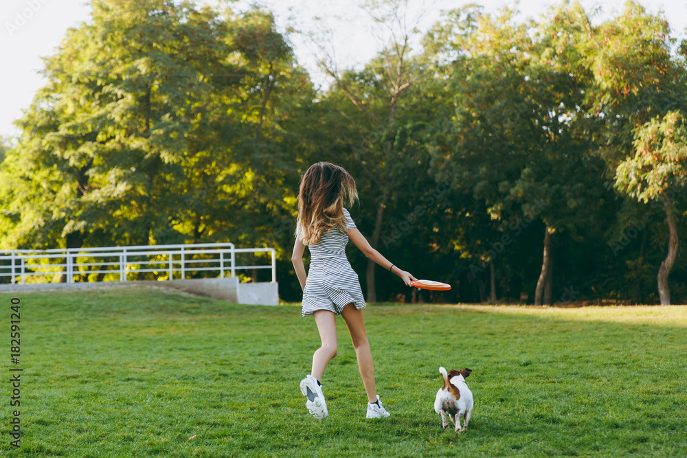 Girl throwing orange frisbee to small funny dog, which catching it on the green grass. Little Jack Russel Terrier pet playing outdoors in park. Dog and owner on open air. Animal in motion background.