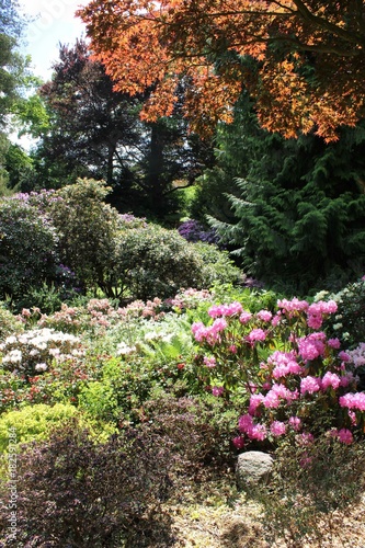 Wallpaper Mural Rhododendronblüte im Karthausgarten Eisenach Torontodigital.ca
