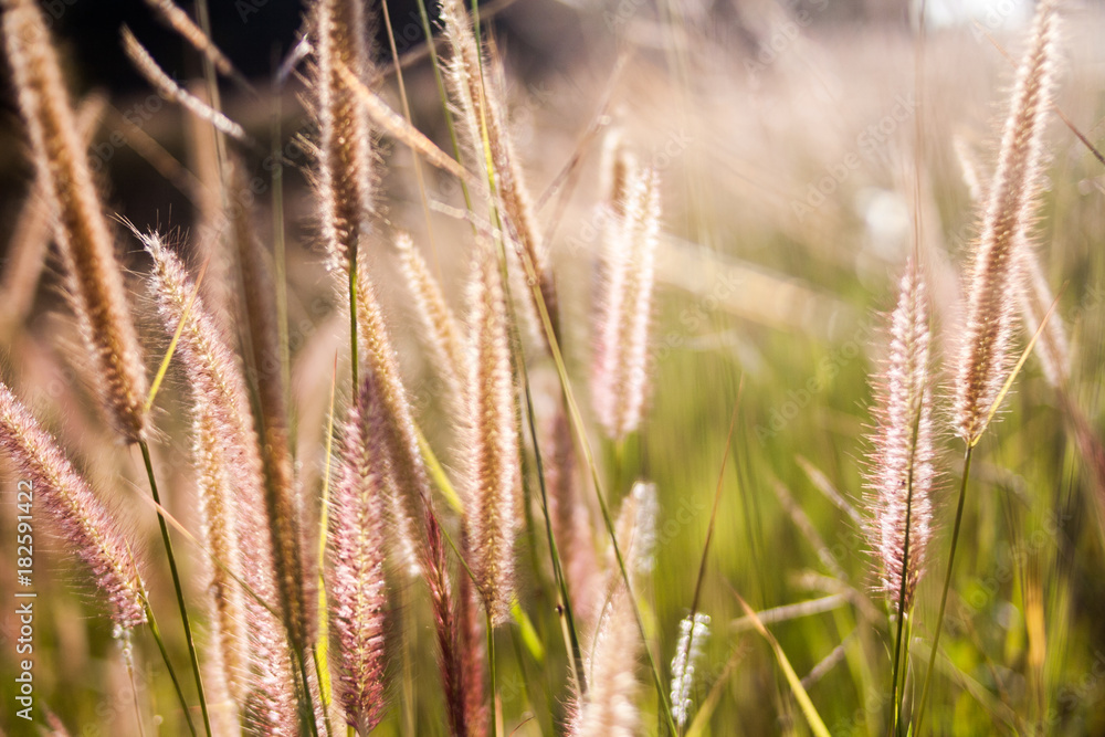 Fototapeta premium Grass in autumn