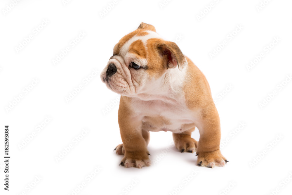 Cute puppy of English Bulldog isolated on white background Cute puppy of English Bulldog isolated on white background