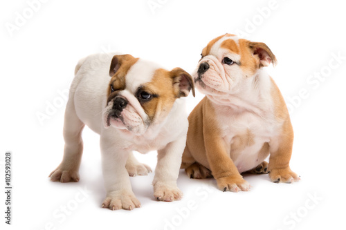 Two English bulldog puppies playing in front of a white background © zorandim75