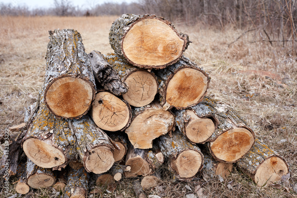 Rural scene with stack of logs next to the forest Rural scene with stack of logs next to the forest
