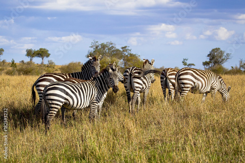 A herd of zebra stand and graze in the open grassland of Kenya's Masai Mara Park under a blue sky