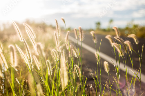 Grass in autumn