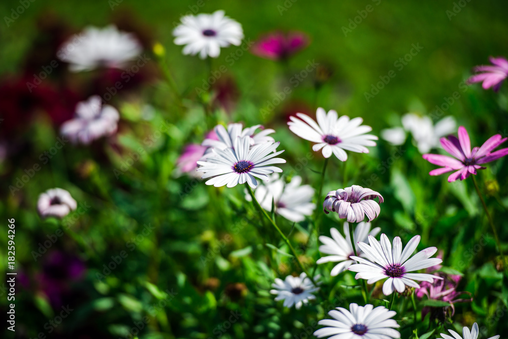 Beautiful flowers in the garden Beautiful flowers in the garden