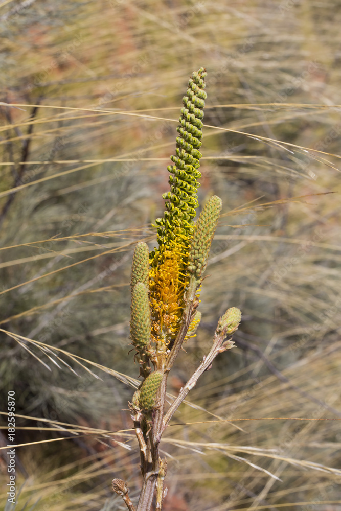 Fototapeta premium Honey Grevillea (Grevillea eriostachya). An Australian native shrub.