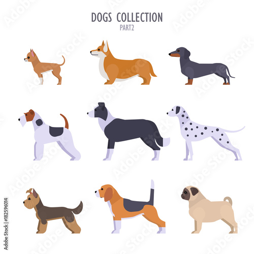 Vector collection of  different dogs breeds - Toy Terrier  corgi  dachshund  border collie  terrier  Dalmatian  Pug  Beagle  Yorkshire Terrier  isolated on white.